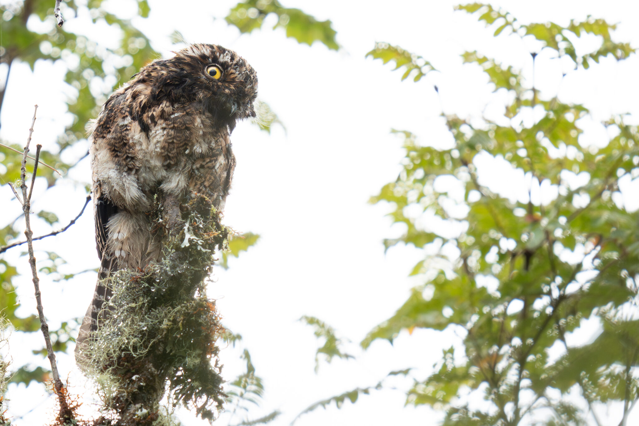 Andean Potoo