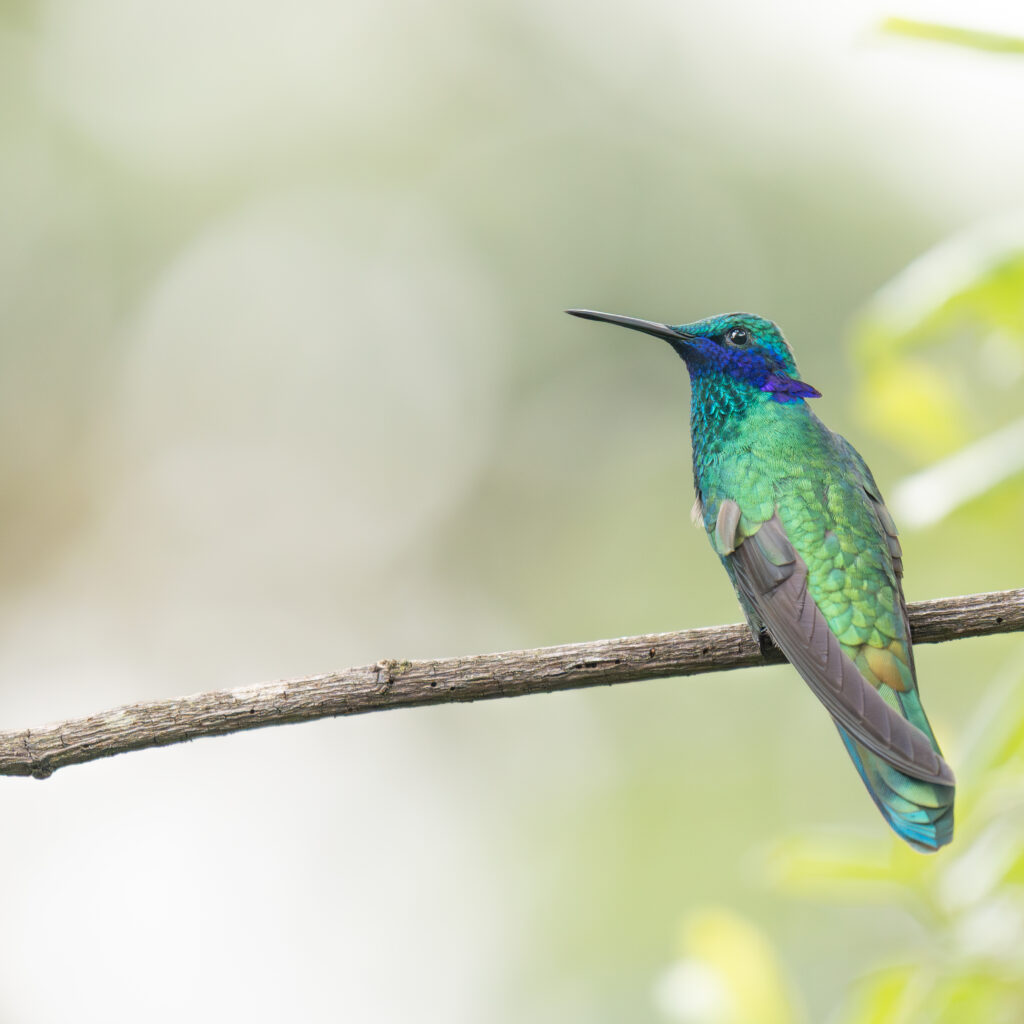 Colibrí Chillón Común