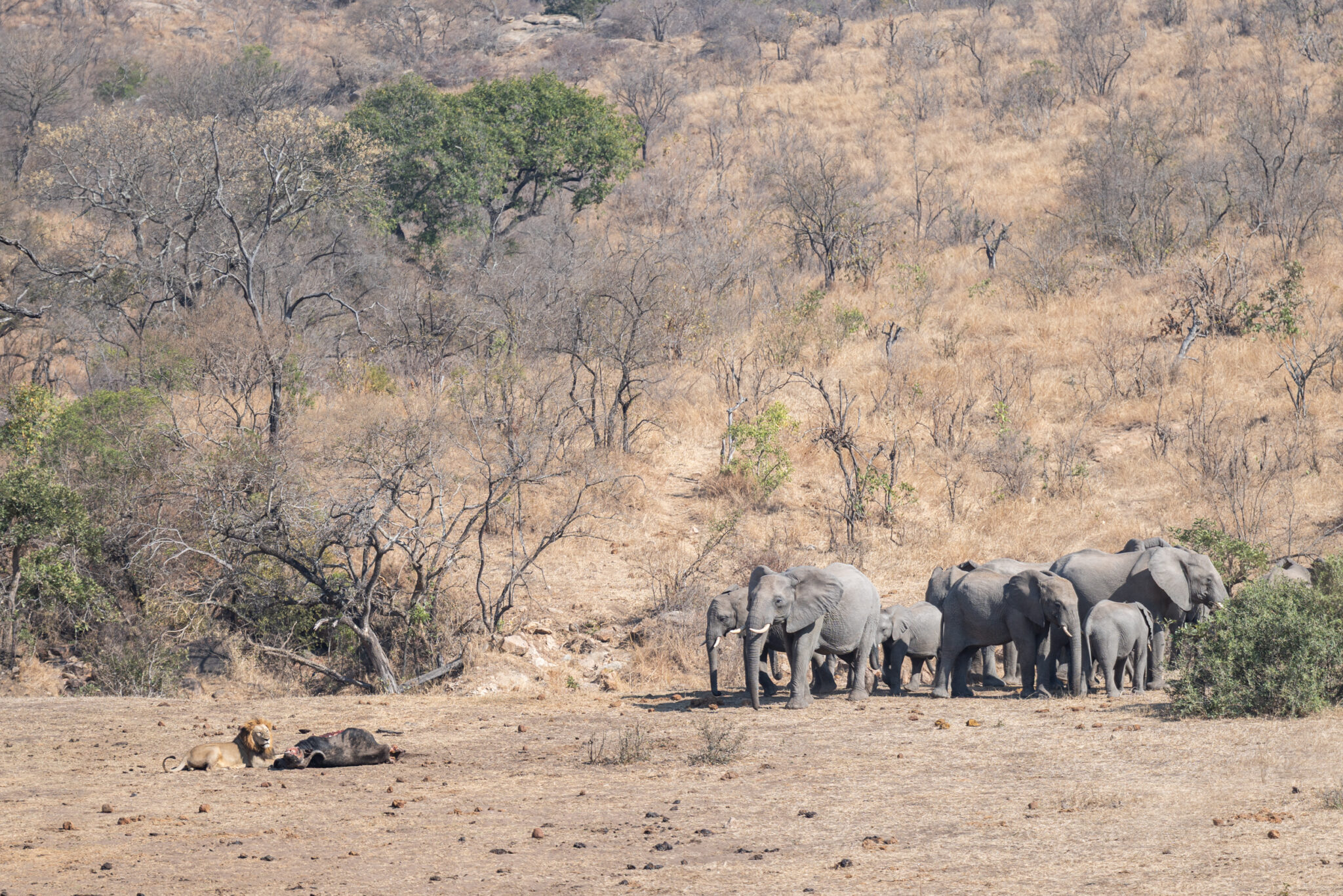 Tension frente a un depredador