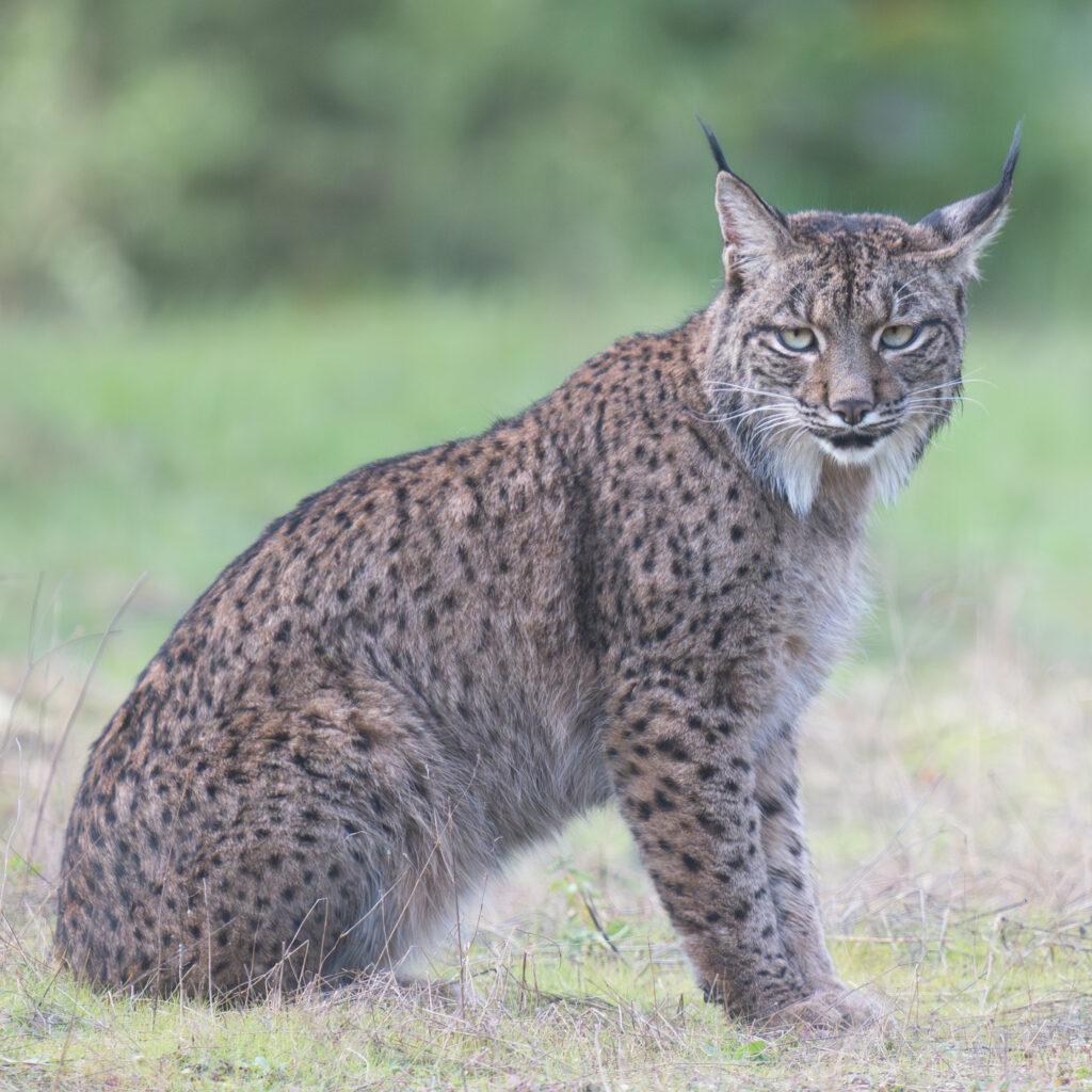 Lince Ibérico